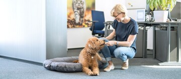 Hund liegt schlafend auf Schreibtisch neben Laptop und Frau