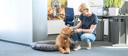 Hund liegt schlafend auf Schreibtisch neben Laptop und Frau