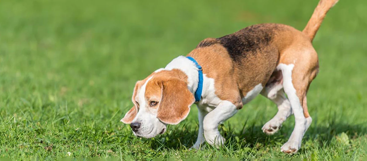 Ein Beagle folgt auf einer Wiese einer Fährte