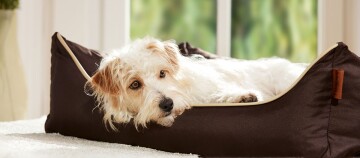 Ein Hund liegt in seinem Bett.