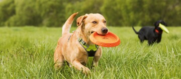 Ein Hund spielt mit einer Frisbee
