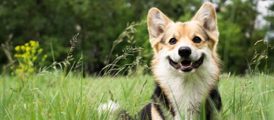 Ein Hund steht inmitten von hohem Gras.