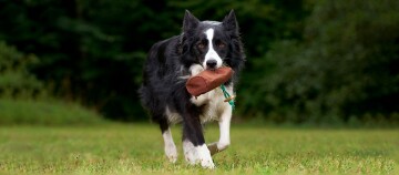 Ein Hund trägt einen Snacksack