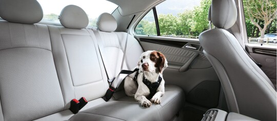 Ein Hund sitzt auf dem Rücksitzt.