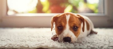 Ein Welpe schaut direkt in die Kamera