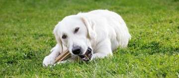 Ein Hund kaut auf etwas.
