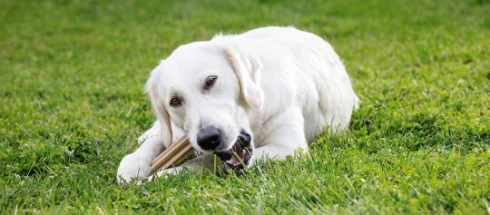 Ein Hund kaut auf etwas.