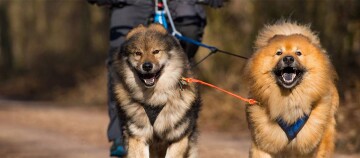Zwei Hunde ziehen eine Person auf dem Fahrrad