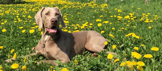Weimaraner Hund liegt auf einer Blumenwiese