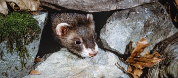 Ein Frettchen schaut zwischen zwei Steinen hervor.