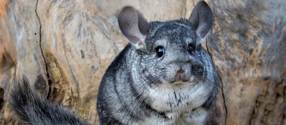 Ratgeber_Kleintier_chin-chilla_1200x527 Ein grauer Chinchilla.
