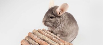 Ein Chinchilla