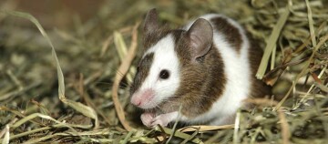 Eine Nahaufnahme einer Farbmaus.