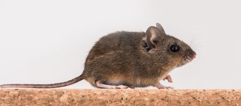 Ratgeber_Kleintier_maus-freilauf_1200x527 Eine Nahaufnahme einer Maus, mit weißen HIntergrund.