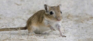 Eine Nahaufnahme eines Gerbils.