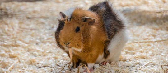 Ein Meerschweinchen frisst etwas Stroh.