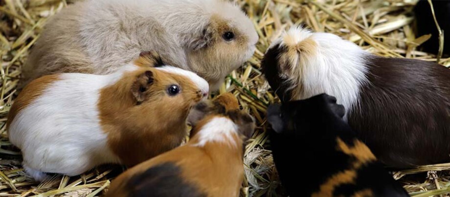 Fünf Meerschweinchen.