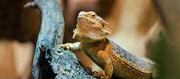 Eine Nahaufnahme eines Bartagame