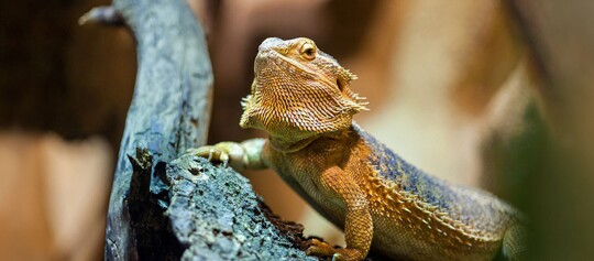 Eine Nahaufnahme eines Bartagame