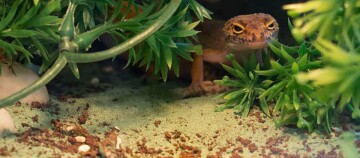 Eine Terrarium innen Aufnahme.