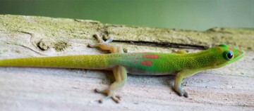 Ein Goldstaub-Taggecko sitzt auf einem Stück Holz.