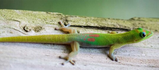 Ein Goldstaub-Taggecko sitzt auf einem Stück Holz.