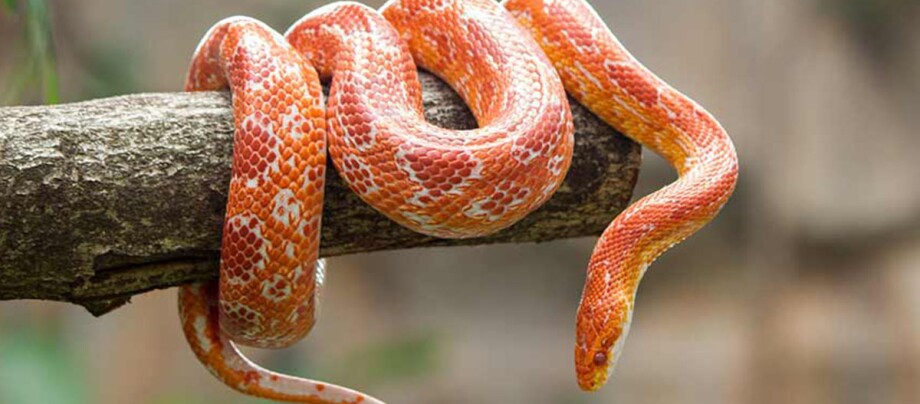 Ratgeber_Terra_kornnatter_1200x527 Eine Kornnatter.
