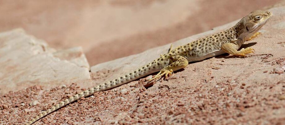 Ratgeber_Terra_leopardleguan_1200x527 Ein Leopardleguan sitzt auf einem Fels.