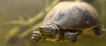 Eine Moschschildkröte beim schwimmen.
