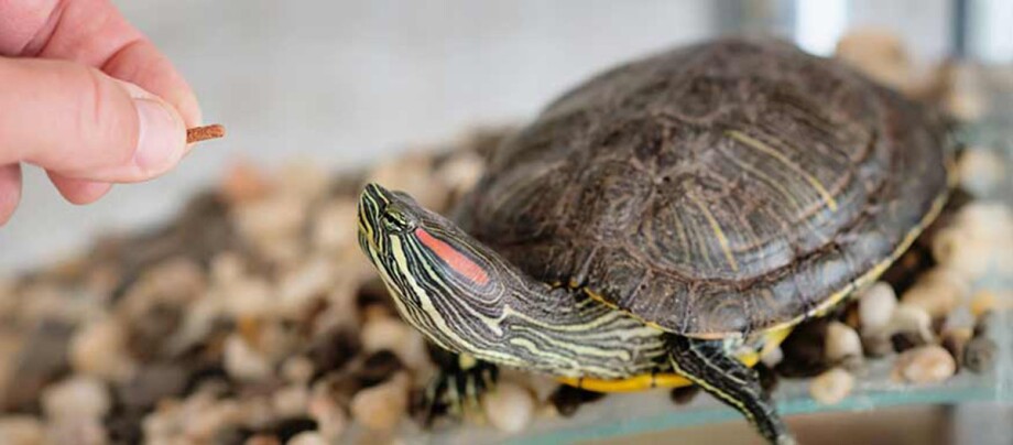 Eine Schildkröte wird gefüttert.