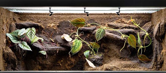 Eine leeres Terrarium.