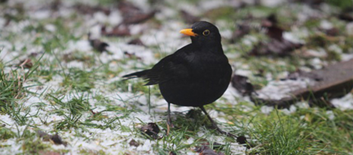 Ratgeber_Vogel_Amsel_2_1200x527 Eine Amsel sitzt auf winterlichen Boden.