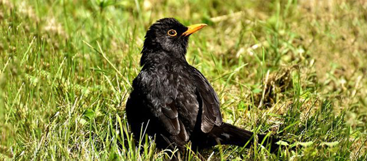Ratgeber_Vogel_Amsel_3_1200x527 Eine Amsel sitzt im Gras.