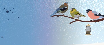 Eine Grafik über Buchfinken.