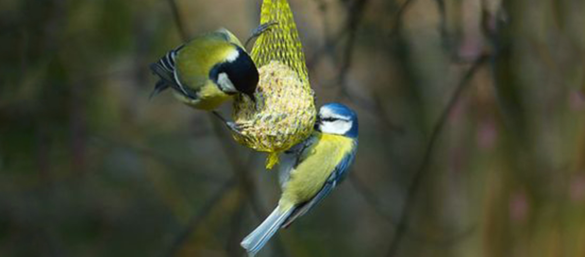 Ratgeber_Vogel_Meisenknoedel_1200x527 Zwei Meisen picken an einem Meisenknödel.