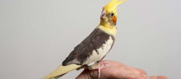 Ein Nymphensittich sitzt auf der Hand