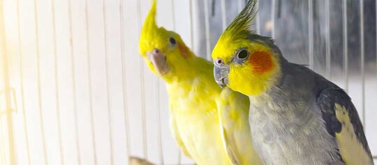 Zwei Nymphensttiche sitzen im Käfig