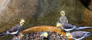 Mehrere Nymphensittiche beim fressen