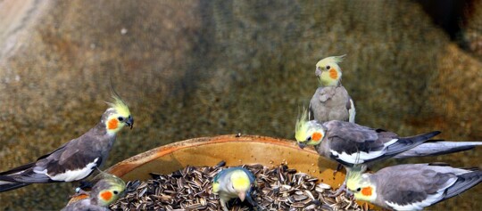 Mehrere Nymphensittiche beim fressen