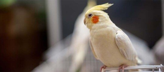 Weißer Nymphensittich sitzt auf Käfig