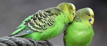 Zwei grüne Wellensittiche kuscheln auf einer Kordel