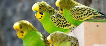 Vier Wellensittiche sitzen in und auf einer Holzkiste