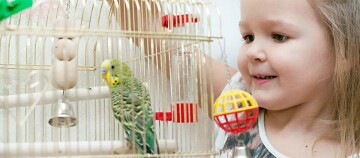 Ein Kind betrachtet einen Wellensittich im Käfig