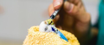 Eine kranker Wellensittich wird von einem Arzt behandelt