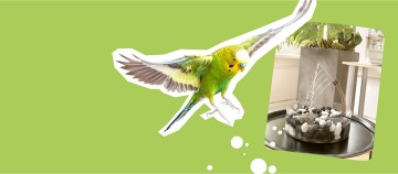 Grafik zu einer Wellensittich dusche.