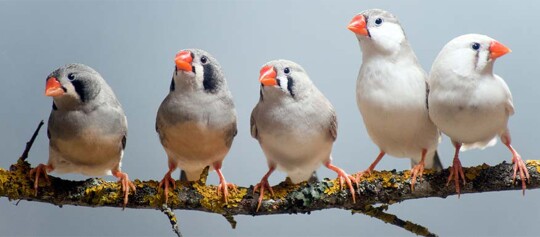 Mehrere Zebrafinken sitzen auf einem Ast.