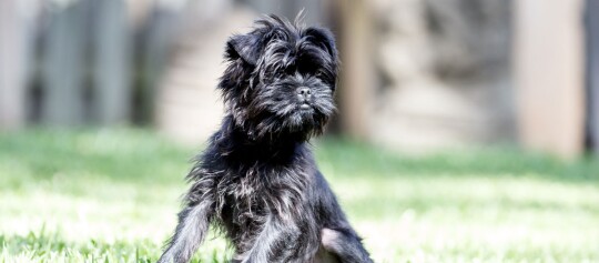 Un chien noir affenpinscher assis dans un pré
