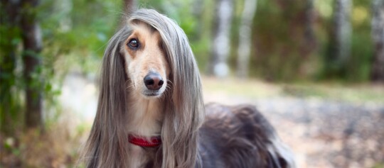 Afghanischer Windhund mit rotem Halsband schaut einen mit einem Auge an