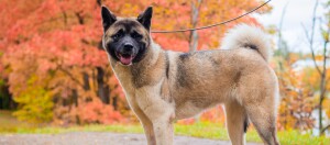 Akita Inu Hund an der Hundeleine steht im Wald