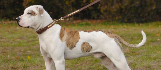 Seitenprofil vom American Bulldog Hund an einer braunen Leine